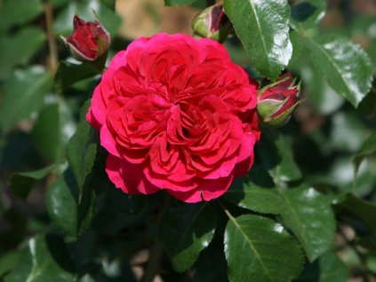 Ruža 'Red Leonardo da Vinci' (Balenie špeciálne balenie)