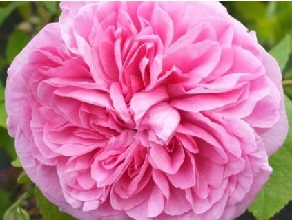 Ruža 'Gertrude Jekyll®' (Balenie špecialne balenie)