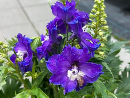 Stračonôžka 'Delgenius' - Delphinium 'Delgenius'