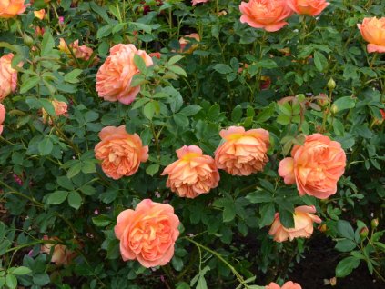 Ruža 'Lady of Shalott®' (Balenie špeicálne balenie)