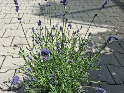 Levanduľa 'Youre My Light' - Lavandula 'Youre My Light'