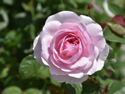 Ruža 'Olivia Rose Austin®' (Balenie špeciálne balenie)
