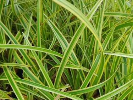 Ostrica japonská 'Goldband' - Carex morrowii 'Goldband'