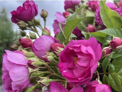 Ruža 'Purple Siluetta®' (Balenie špeciálne balenie)