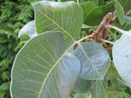 Pistácia 'Randy' - samec/opeľovač - kontajner