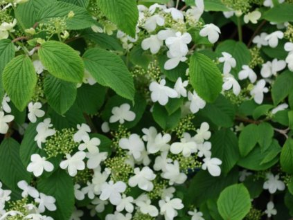 Kalina japonská 'Mariesii Great Star'