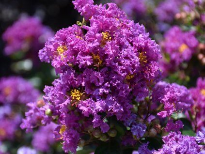 purple magic