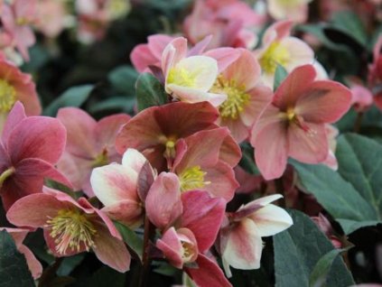 Čemerica 'HGC® Shooting Star' - Helleborus 'HGC® Shooting Star'