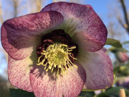 Čemerica 'Quintessa Cherry' - Helleborus 'Quintessa Cherry'