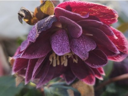 Čemerica 'Quintessa Wine' - Helleborus 'Quintessa Wine'