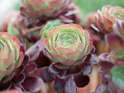 Ružicovka, eónium stromovité 'Velours' - Aeonium arboreum 'Velours'