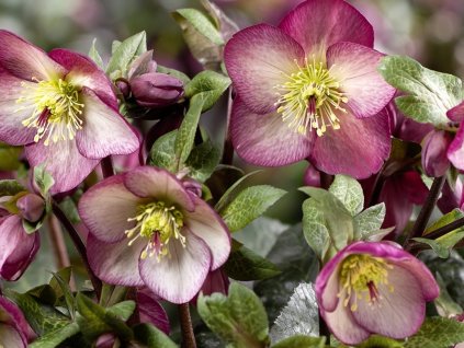 Čemerica 'HGC® Ice n' Roses Macy Marble' - Helleborus 'HGC® Ice n' Roses Roses Macy Marble'