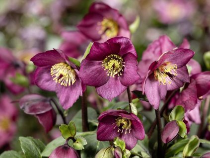 Čemerica 'HGC® Winter Ballet Leila' - Helleborus 'HGC® Winter Ballet Leila'