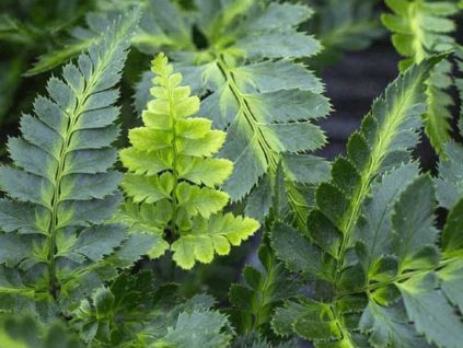 Pavúkovec jednoduchšie 'Variegata' - Arachniodes aristata 'Variegata'