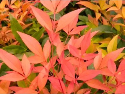 Nandina domáca 'Magical Sunrise'