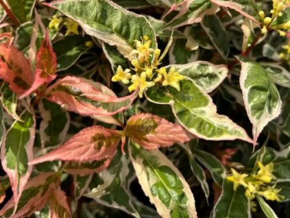 Zanice potočné Kodiak Mixx 'Variegated'