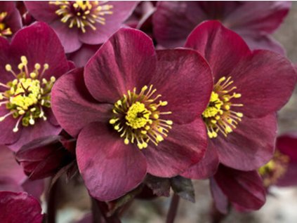 Čemerica 'HGC® Ice n' Roses Amarela' - Helleborus 'HGC® Ice n' Roses Amarela'