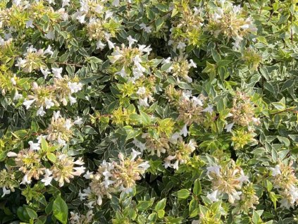 Abélia veľkokvetá 'Jelly Beans' ND