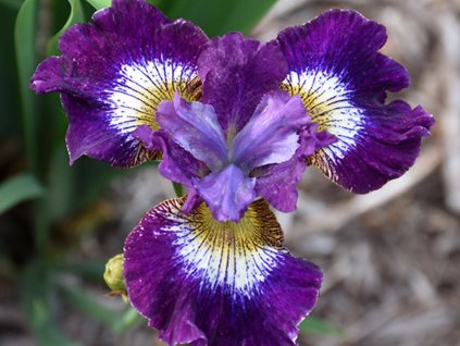 Kosatec sibírsky 'Contrast in Styles'