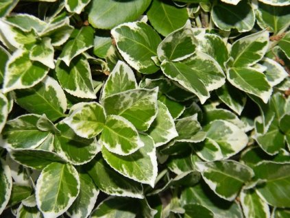 Bršlen Fortuneov 'Silver Queen'