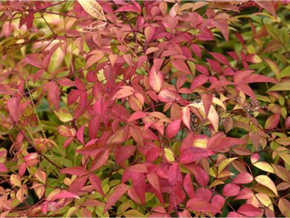 Nandina domáca 'Sienna Sunrise'