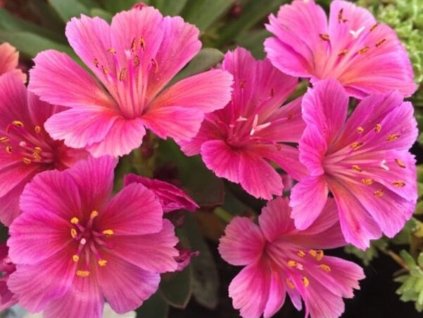 Levízia šruchovitá 'Little Raspberry' - Lewisia longipetala hybr. 'Little Raspberry'