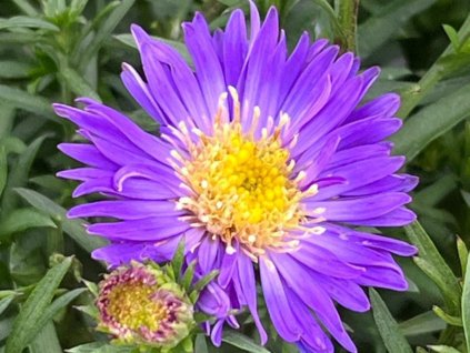 Astra krovitá 'Blue Lapis' - Aster dumosus 'Blue Lapis'