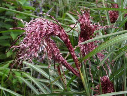 Ozdobnica čínska 'Boucle' - Miscanthus sinensis 'Boucle'