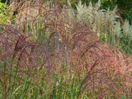 Ozdobnica čínska 'Rosi' - Miscanthus sinensis 'Rosi'