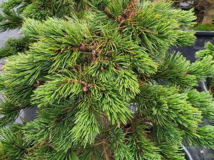 Borovica osinatá 'Glauca'