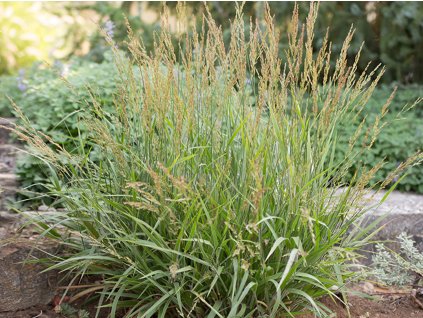 Smlz ostrokvetý 'Cheju-Do' - Calamagrostis acutiflora 'Cheju-Do'