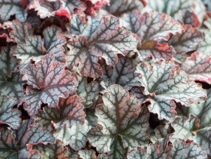 Heuchera 'Neptune' - Heuchera 'Neptune'