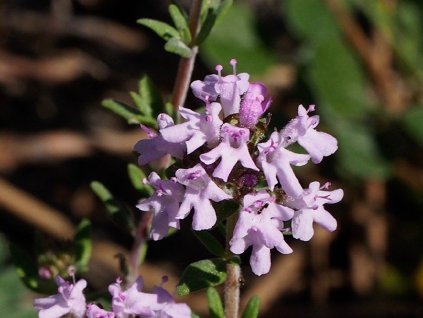 Materina dúškovec vonný - Thymus capitatus