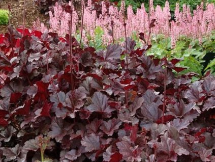 Heuchera 'Obsidian' (EU15761)  - Heuchera 'Obsidian'