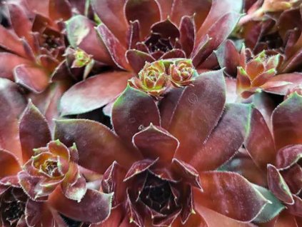 Skalnica x hybr 'Lacerta' - Sempervivum x hybr 'Lacerta'