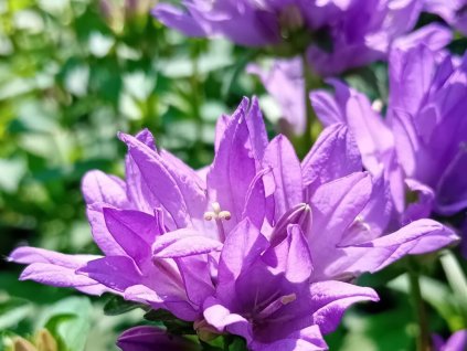 Zvonček klbkatý 'Freya' - Campanula glomerata 'Freya'