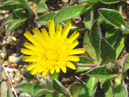 Jastrabník chlpáčik - Hieracium pilosella