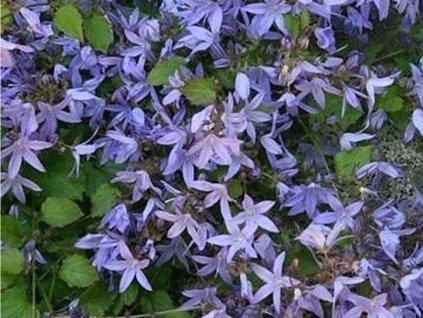 Zvonček Poscharskov 'Blauranke' - Campanula poscharskyana 'Blauranke'