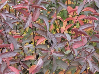 Itea viržinská 'Merlot'