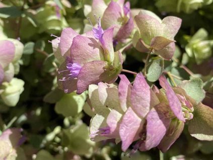 Oregáno okrouhlolisté 'Kent Beauty'