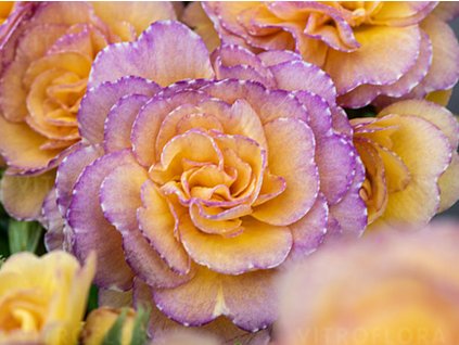 Prvosienka Pretty Polly 'Blushing Peach' - Primula polyanthus Pretty Polly 'Blushing Peach'