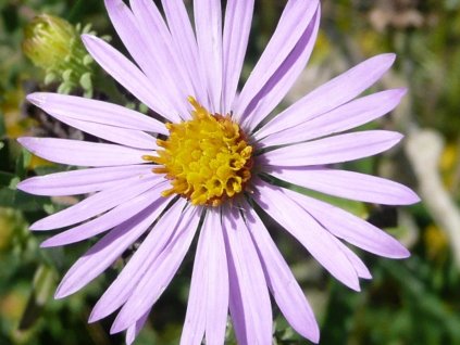 Astra hladka - Aster laevis
