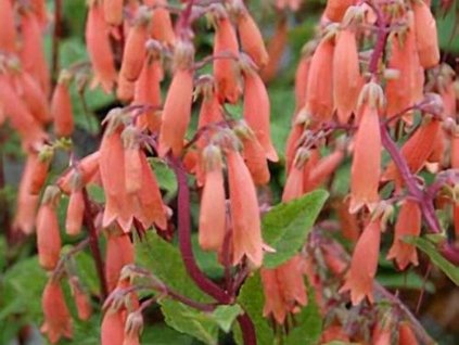 Kapská fuchsia 'Candy Drops Tangerine' - Phygelius rectus 'Candy Drops Tangerine'