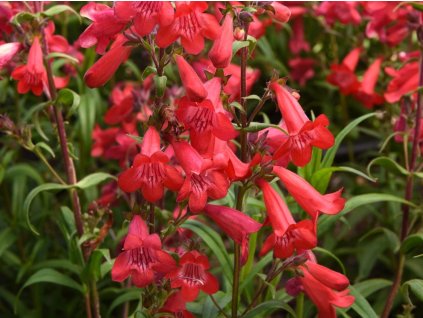 Dráčik hartwegov 'Quartz Red'- Penstemon hartwegil 'Quartz Red'