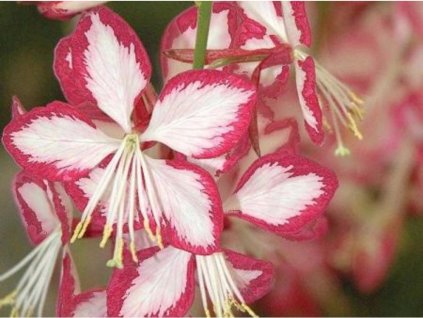Gaura lindheimerova 'Rosy Jane' - Gaura lindheimeri 'Rosy Jane'