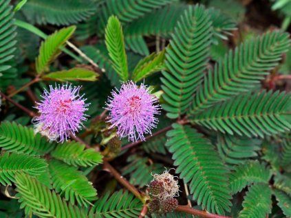 mimosa