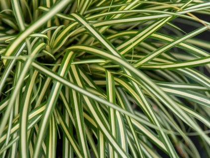 Ostrica osemenská 'Moonlight' - Carex oshimensis 'Moonlight'