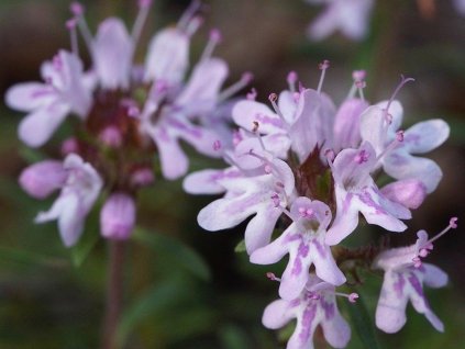 Materina dúška longicaulis - Thymus longicaulis