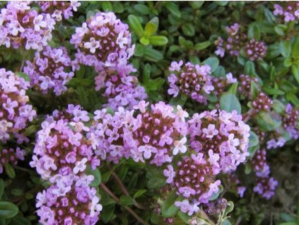 Materina dúška longicaulis - Thymus longicaulis