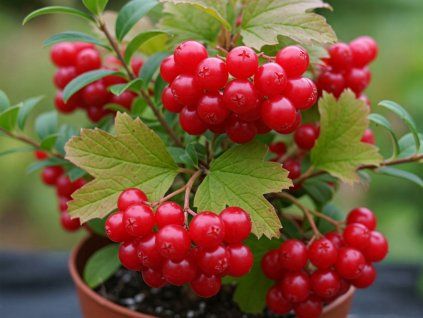 willapa red